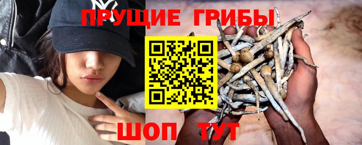 Псилоцибиновые грибы мицелий Полевской